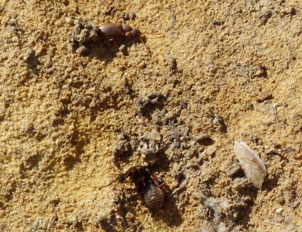 Chthoniidae (Pseudoscorpiones) con preda - Provincia di Parma